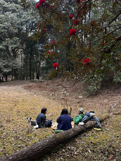 燕子的木莲花之旅