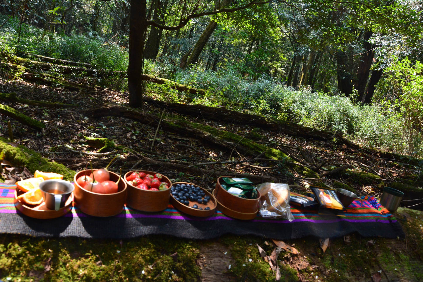 燕子的木莲花之旅