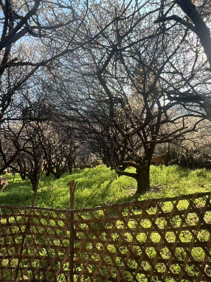 (Ende Januar bis Mitte Februar) Wandern Sie durch den Pflaumenblütenwald in den Bergen und sammeln Sie lokalen Honig von Bauern