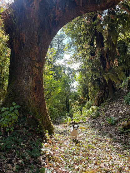 云之山脊 ｜ 徒步在大理的原始森林