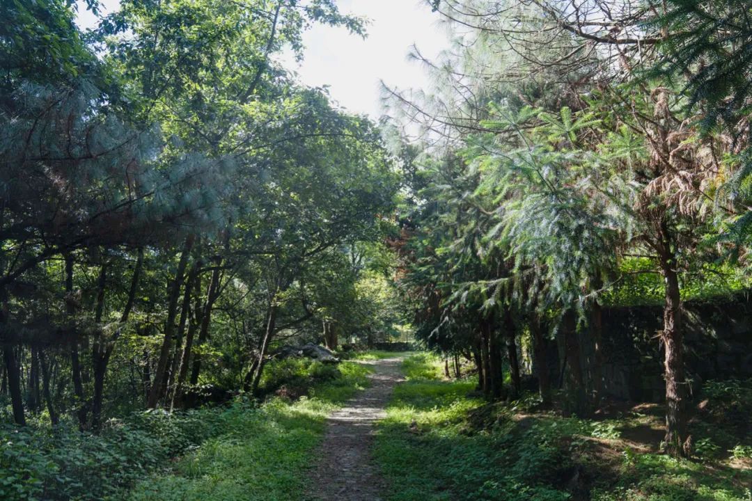 Ve a la casa de té en el bosque para probar té tostado.