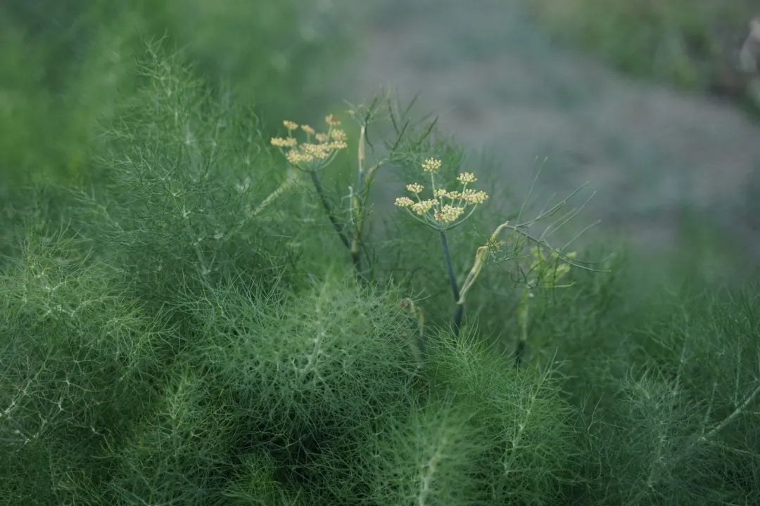 山脚散步采野菜，做天妇罗