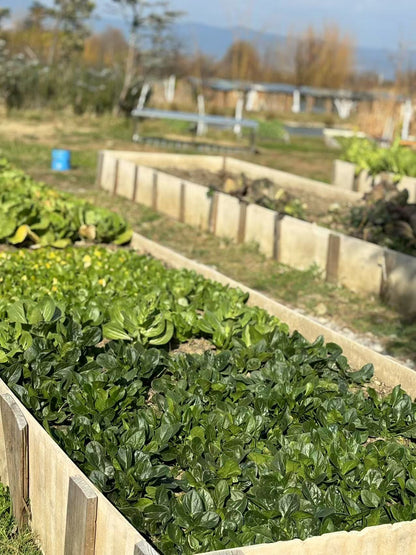 Visita la granja orgánica para recoger frutas | Cocina en casa con Honghong