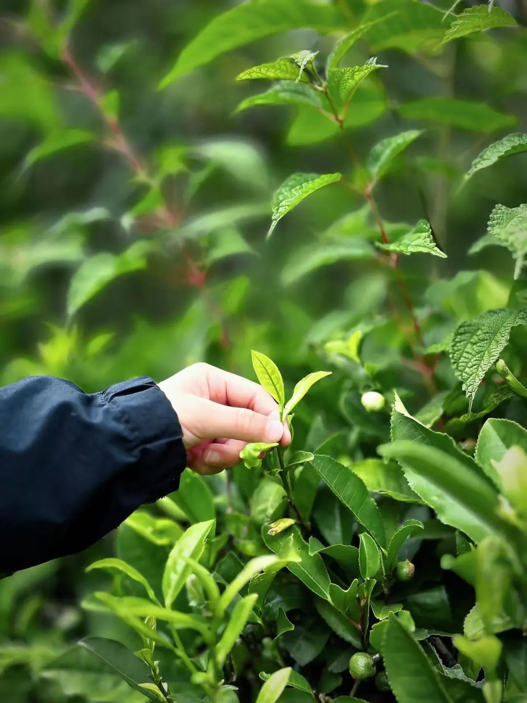 （4月-11月）採茶炒茶| 溪畔的茶園