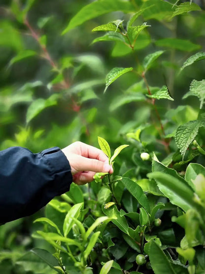 (Abril-noviembre) Recolección y fritura de té | Jardín de té junto al arroyo